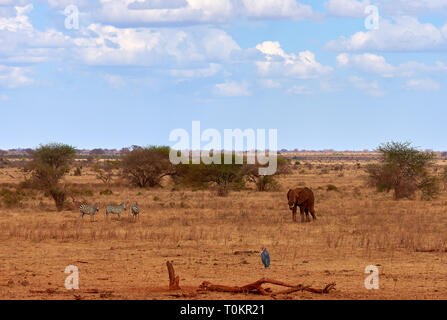 Vista del paesaggio in Safari. Kenya in Africa, elefanti e zebre sulla savana tra gli alberi. Foto Stock