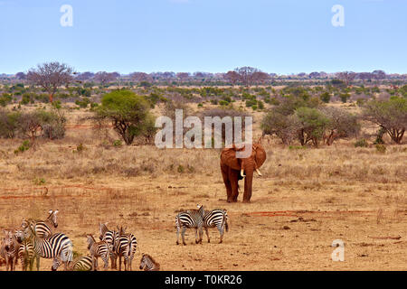 Vista del paesaggio in Safari. Kenya in Africa, elefanti e zebre sulla savana tra gli alberi. Foto Stock