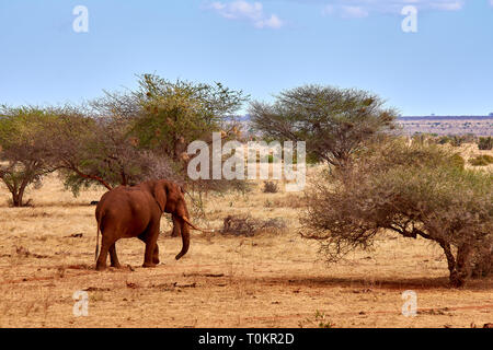 Vista del paesaggio in Safari. Kenya in Africa, elefanti e zebre sulla savana tra gli alberi. Foto Stock