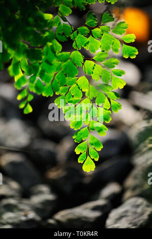 Dettaglio della felce capelvenere (Adiantum raddianum). Messa a fuoco selettiva e profondità di campo. Foto Stock