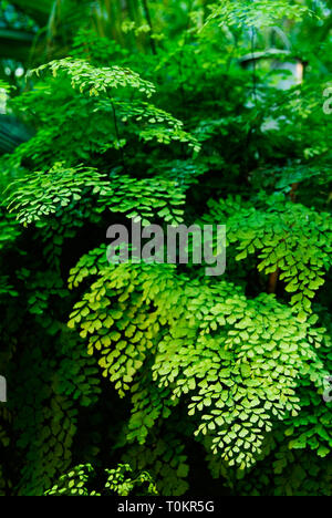 Felce capelvenere (Adiantum raddianum). Messa a fuoco selettiva e profondità di campo. Foto Stock