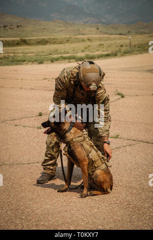 Un U.S. Army green Beret, assegnato al decimo delle forze speciali Gruppo (airborne), preps suo Operazioni speciali K9 prima del caricamento di un MH-47 elicottero Chinook durante la pre-formazione di distribuzione sulla Fort Carson, Co., 22 giugno 2017. Soldati dal decimo SFG (A) Treno di routine per situazioni trovati in operazioni di combattimento. (U.S. Esercito foto di Sgt. Connor Mendez) Foto Stock