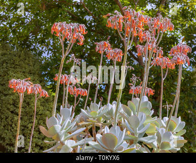 Cotiledone orbiculata, silver storm: una massa fioritura in dicembre è un bonus per il soft grey di foglia di succulenti. Foto Stock