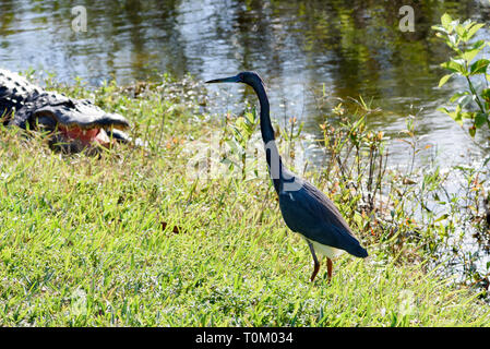 Airone tricolore (Egretta tricolore) in piedi vicino a un coccodrillo nella valle di squalo, Everglades National Park, Florida, Stati Uniti d'America Foto Stock