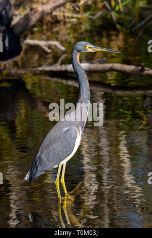 Airone tricolore (Egretta tricolore) pesca nella valle di squalo, Everglades National Park, Florida, Stati Uniti d'America Foto Stock