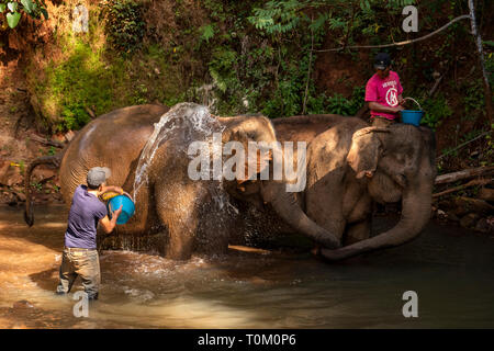 Cambogia, zone di Mondulkiri Provincia, Sen Monorom, elefante progetto Valle, mahouts lavaggio lavoro ex elefante in fiume Foto Stock