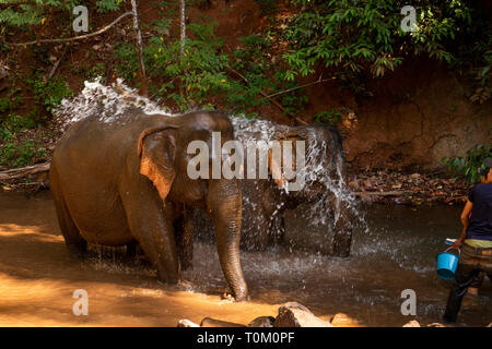 Cambogia, zone di Mondulkiri Provincia, Sen Monorom, elefante progetto Valle, lavaggio mahout ex elefante lavoro in fiume Foto Stock