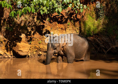 Cambogia, zone di Mondulkiri Provincia, Sen Monorom, elefante progetto Valle, ex lavoro permanente di elefanti nel fiume Foto Stock