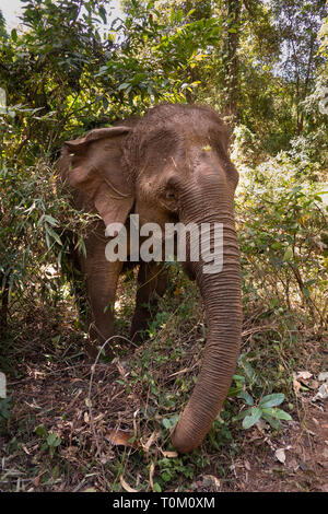 Cambogia, zone di Mondulkiri Provincia, Sen Monorom, elefante progetto Valle, alimentando elephant emergente dalla foresta Foto Stock