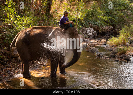 Cambogia, zone di Mondulkiri Provincia, Sen Monorom, elefante progetto Valle, ex elefante lavoro nel fiume, spruzzatura se stessa dal tronco Foto Stock