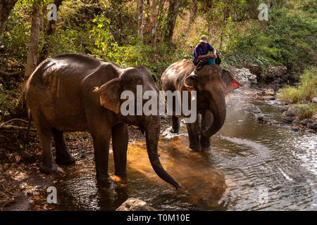 Cambogia, zone di Mondulkiri Provincia, Sen Monorom, elefante progetto Valle, ex elefanti di lavoro in piedi nel fiume Foto Stock