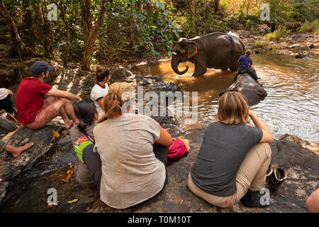 Cm754 Cambogia, zone di Mondulkiri Provincia, Sen Monorom, elefante progetto Valle, volontari ex elefanti di lavoro in piedi nel fiume Foto Stock