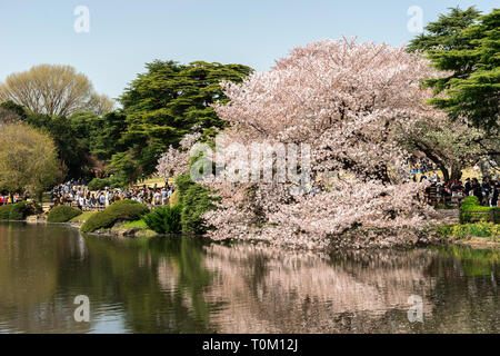 Tokyo, Giappone - la fioritura dei ciliegi in Shinjuku Gyoen National Garden Foto Stock