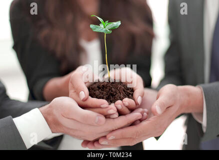 Il team di business che tiene insieme fresco germoglio verde closeup Foto Stock