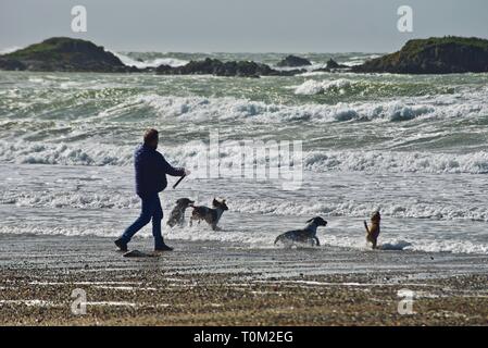 Un uomo di mezza età getta un bastone in un mare selvaggio per i suoi quattro cani per inseguire su una spiaggia di Ventoso, Rhosneigr, Anglesey, Galles del Nord, Regno Unito Foto Stock