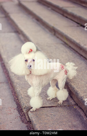Cane barboncino con un taglio di capelli per una passeggiata. Cane barboncino. Cane con un taglio di capelli Foto Stock