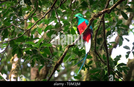 Risplendente quetzal (Pharomachrus mocinno) maschio adulto, Monteverde, Costa Rica. Foto Stock