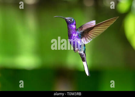 Violet sabrewing (largipennis hemileucurus), adulto maschio, in volo. Parco Nazionale di Monteverde, Costa Rica. Foto Stock