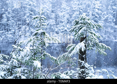 Neve che cade a Burr Pond State Park in inverno in Torrington Connecticut nella contea di Litchfield. Foto Stock