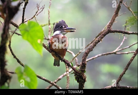 Di inanellare kingfisher (Megaceryle torquata), femmina adulta, vicino a Puerto Viejo de Sarapiqui, Costa Rica. Foto Stock