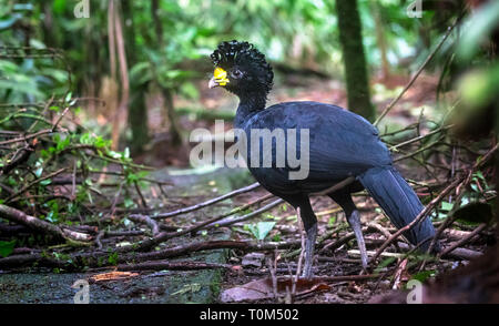 Grande currasow (Crax rubra) maschio, vicino a Puerto Viejo de Sarapiqui, Costa Rica. Foto Stock