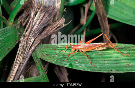 Arance grandi grasshopper su una foglia di notte vicino a Puerto Viejo de Sarapiqui, Costa Rica. Foto Stock