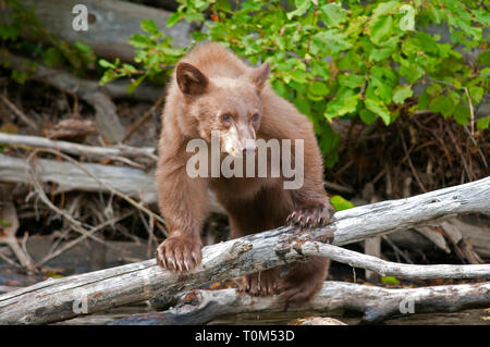 Un giovane black bear la caccia di salmone con sua madre in Taylor Creek a Lake Tahoe Foto Stock