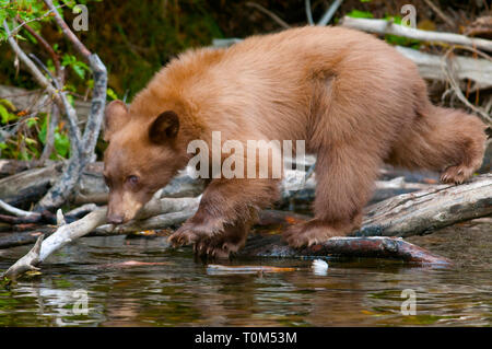 Un giovane black bear la caccia di salmone con sua madre in Taylor Creek a Lake Tahoe Foto Stock