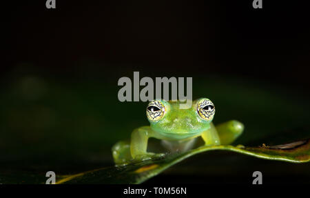 Ghost rana di vetro o Limon gigante rana di vetro (Sachatamia ilex), vicino a Puerto Viejo de Sarapiqui, Costa Rica. Foto Stock