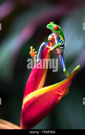 Red-eyed raganella (Agalychnis callidryas) aggrappandosi ad un fiore heliconia. Costa Rica. Foto Stock