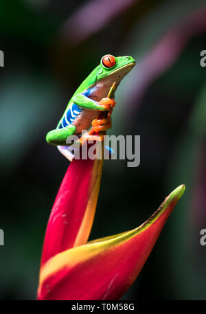 Red-eyed raganella (Agalychnis callidryas) aggrappandosi ad un fiore heliconia. Costa Rica. Foto Stock