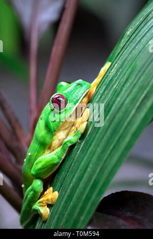 Scorrevolezza raganella (Agalychnis spurrelli) in appoggio su una foglia in Costa Rica. Foto Stock