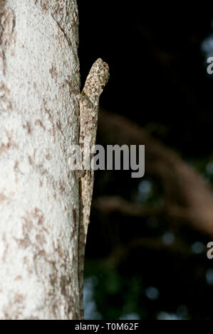 Dagon volante comune, Draco volans, sull'albero, Klungkung, Bali, Indonesia Foto Stock