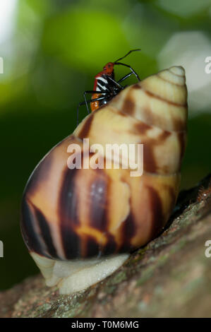 Vero Bug, Dindymus sp, su lumaca, Amphidromus sp, Klungkung, Bali, Indonesia Foto Stock