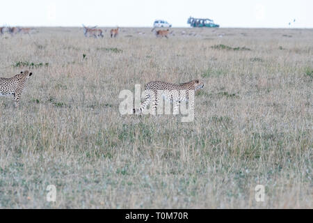 Cinque ghepardi nascondere e passeggiate nel campo cerca di caccia, il Masai Mara Foto Stock