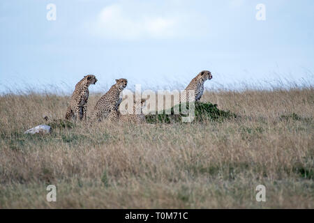 Cinque ghepardi nascondere e passeggiate nel campo cerca di caccia, il Masai Mara Foto Stock