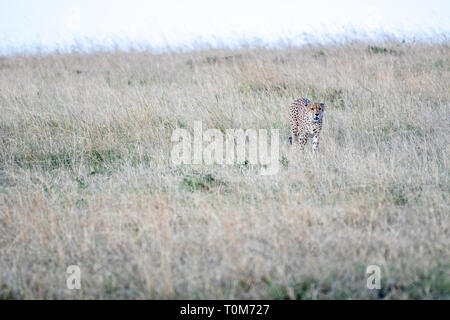 Cinque ghepardi nascondere e passeggiate nel campo cerca di caccia, il Masai Mara Foto Stock