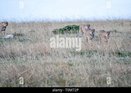 Cinque ghepardi nascondere e passeggiate nel campo cerca di caccia, il Masai Mara Foto Stock
