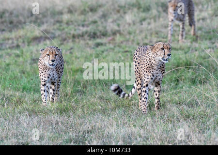 Cinque ghepardi nascondere e passeggiate nel campo cerca di caccia, il Masai Mara Foto Stock