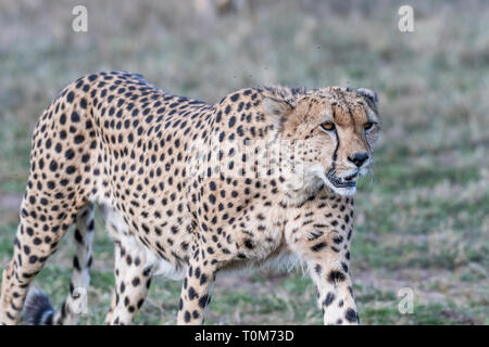 Cinque ghepardi nascondere e passeggiate nel campo cerca di caccia, il Masai Mara Foto Stock