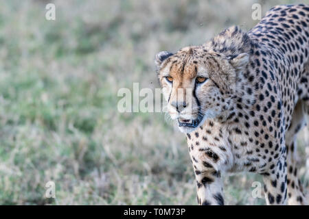 Cinque ghepardi nascondere e passeggiate nel campo cerca di caccia, il Masai Mara Foto Stock