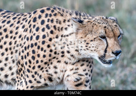 Cinque ghepardi nascondere e passeggiate nel campo cerca di caccia, il Masai Mara Foto Stock
