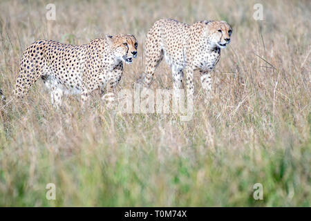 Cinque ghepardi nascondere e passeggiate nel campo cerca di caccia, il Masai Mara Foto Stock