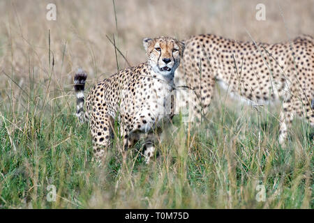 Cinque ghepardi nascondere e passeggiate nel campo cerca di caccia, il Masai Mara Foto Stock