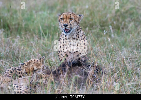 Alimentazione ghepardi su GNU dopo la caccia giù nel Maasai Mara Foto Stock