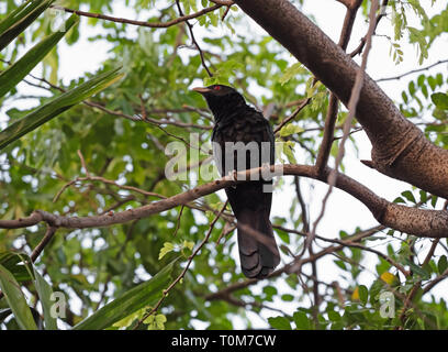 Closeup maschio Koel asiatico uccello appollaiato sul ramo Foto Stock