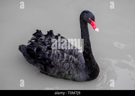 Black Swan è fluttuante in un lago. Foto Stock