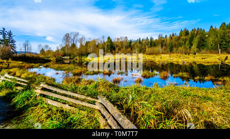 Il Silverdale Creek zone umide, una palude di acqua dolce e Bog nei pressi di missione, British Columbia, Canada su di una bella giornata d'autunno Foto Stock
