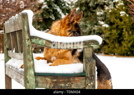 Un bellissimo giocoso pastore tedesco cucciolo di cane sdraiato su una panca in legno in inverno. Foto Stock