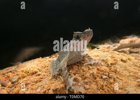 Dalle lunghe gambe Rana cornuta (Xenophrys longipes) Foto Stock